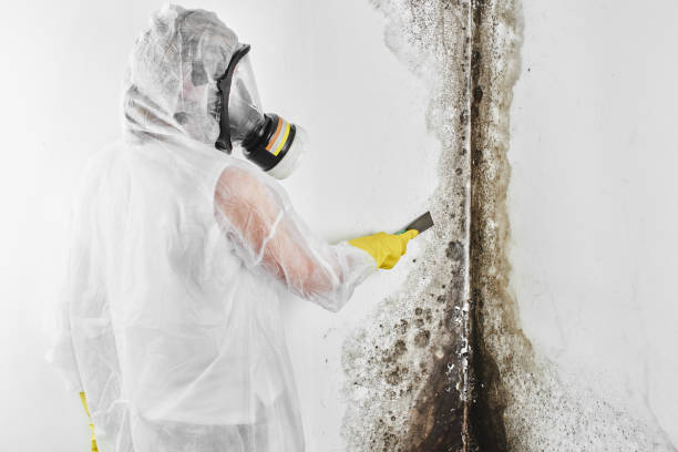 Best Mold Testing  in Montello, WI