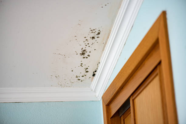 Best Commercial Mold Removal  in Montello, WI
