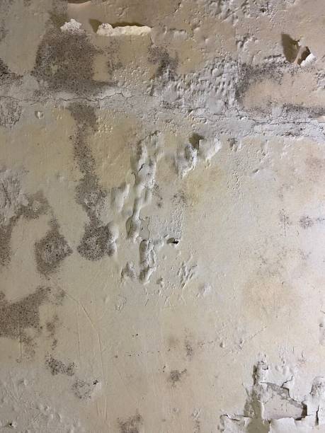 Best Mold Cleaning Services  in Montello, WI